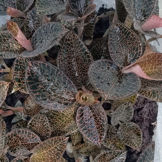  无需种植技术，无需管理的金线莲种苗，基地直发