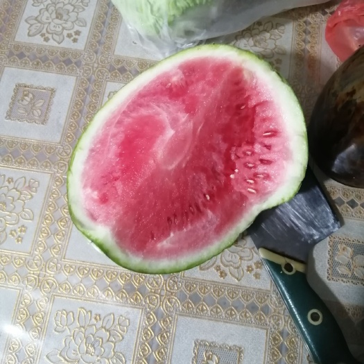 西瓜砧木 西瓜东方密晓密