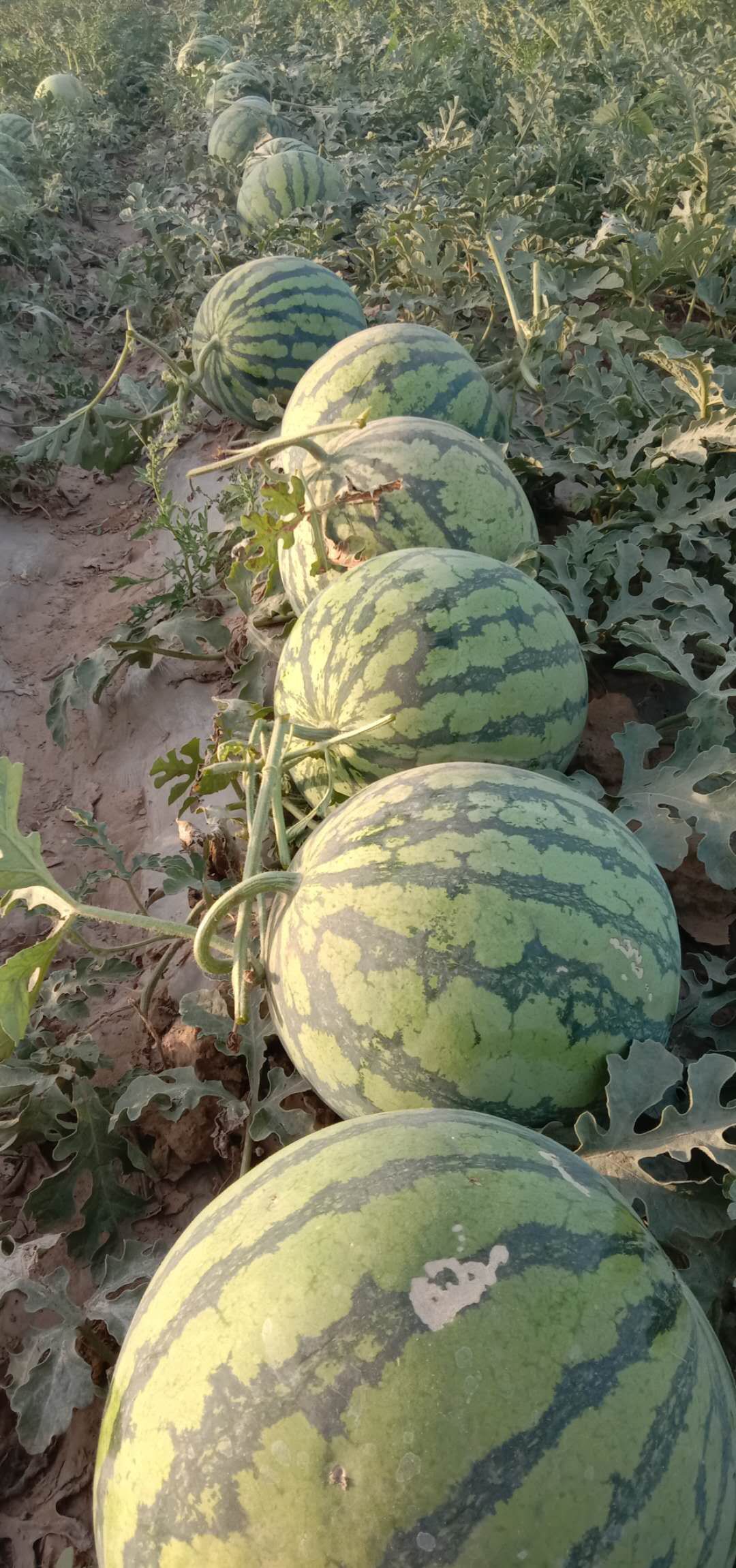  西瓜成熟，欢迎品尝，价格便宜