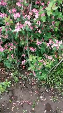 开原市 现苗 蓝叶忍冬 红花忍冬 金银木树苗 东北耐寒花灌木 实地看