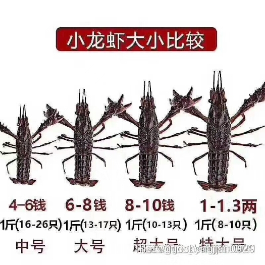 潜江市清水小龙虾 中青4-6钱