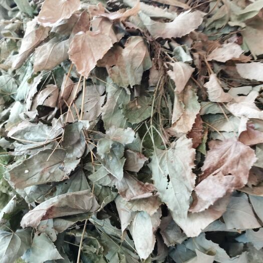 商南县 淫羊藿