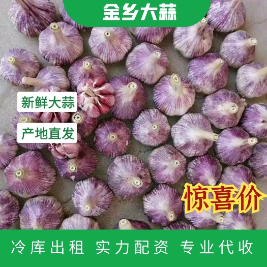 金乡县 金乡大蒜，冷库出租，实力配资
