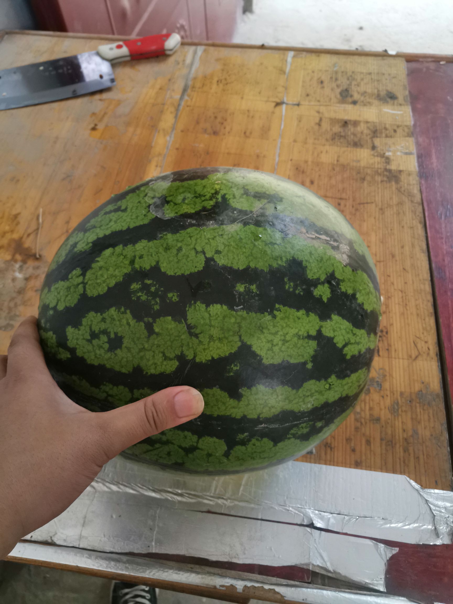 甜王西瓜 河南省商丘市睢阳区 1茬