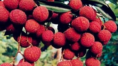 灵山县塘厦红和 荔枝苗 嫁接树苗 今年种植明年结果 带杯带土带叶