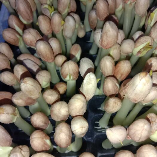 富顺县豌豆苗 碗豆芽苗菜