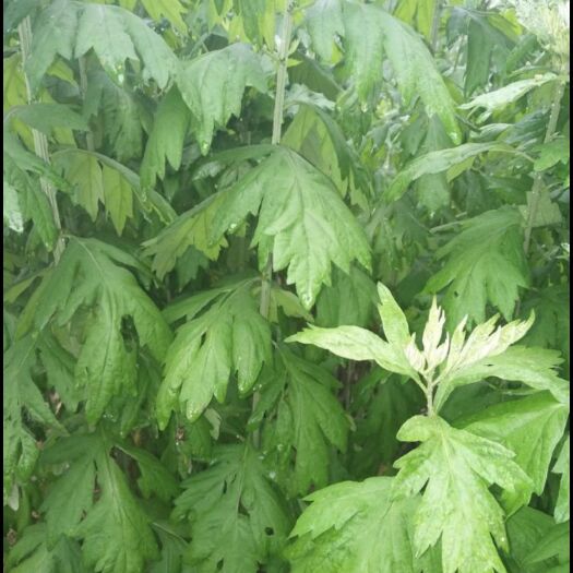 珠海 纯生艾草