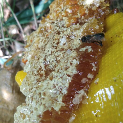 金平县 云南ys蜂蜜蜂蜜