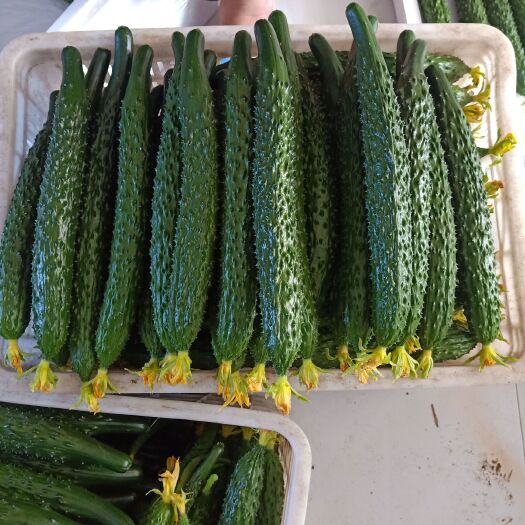 葫芦岛刺黄瓜  精品黄瓜
