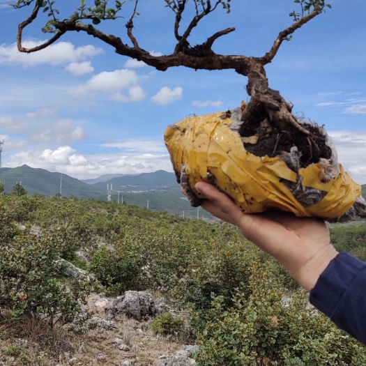 鹤庆县 精品珍珠黄杨