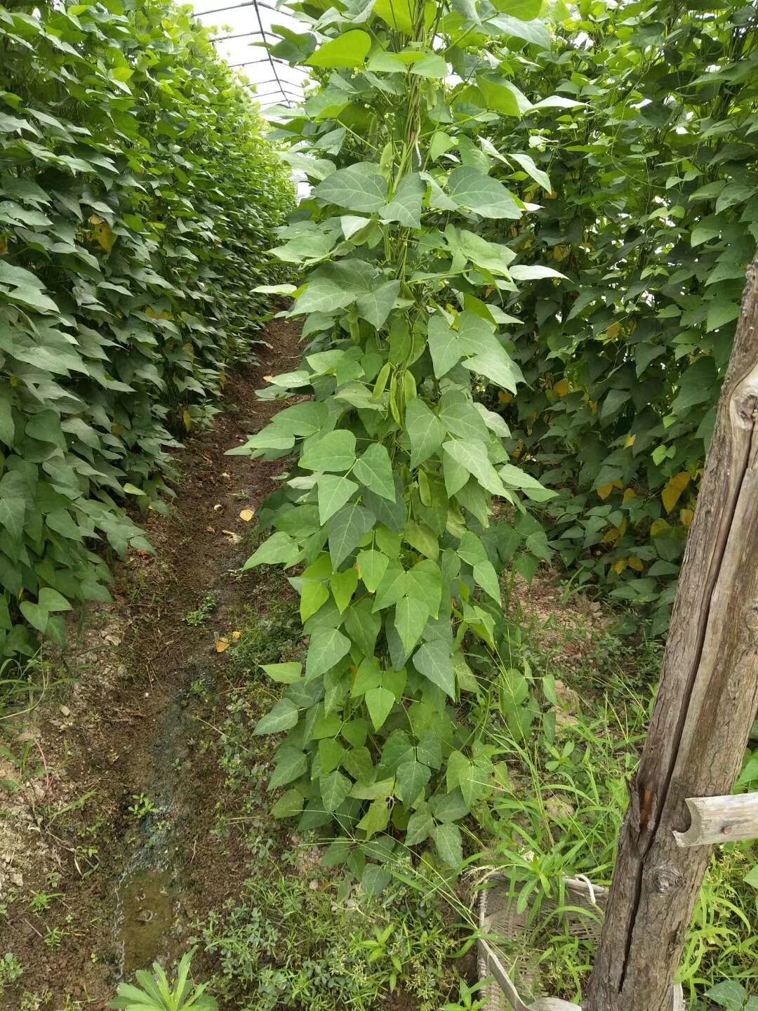 新鲜白玉豆刚上市江西上饶特产带壳三清豆玉山京豆夹