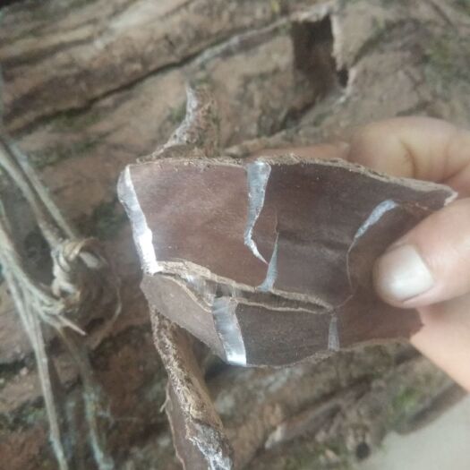 我们这里的杜仲皮好几年没人收啦，谁要非常便宜。