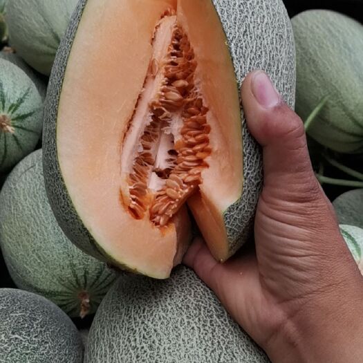 西州蜜25号 精品西州蜜大量上市