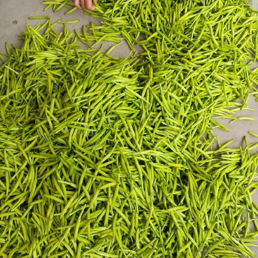 灵宝市 河南灵宝产地鲜黄花菜