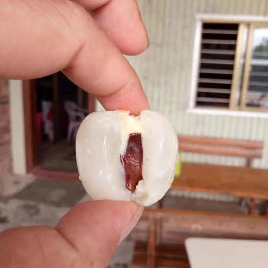 阳西县妃子笑荔枝 肉厚，味纯甜