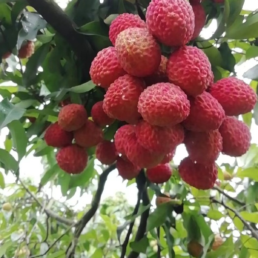 东莞市糯米糍荔枝  东莞塘厦林村，自家果园出售糯米滋13，桂味10，黑叶2元