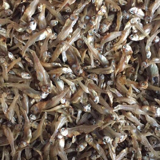 小鱼干 白公鱼干