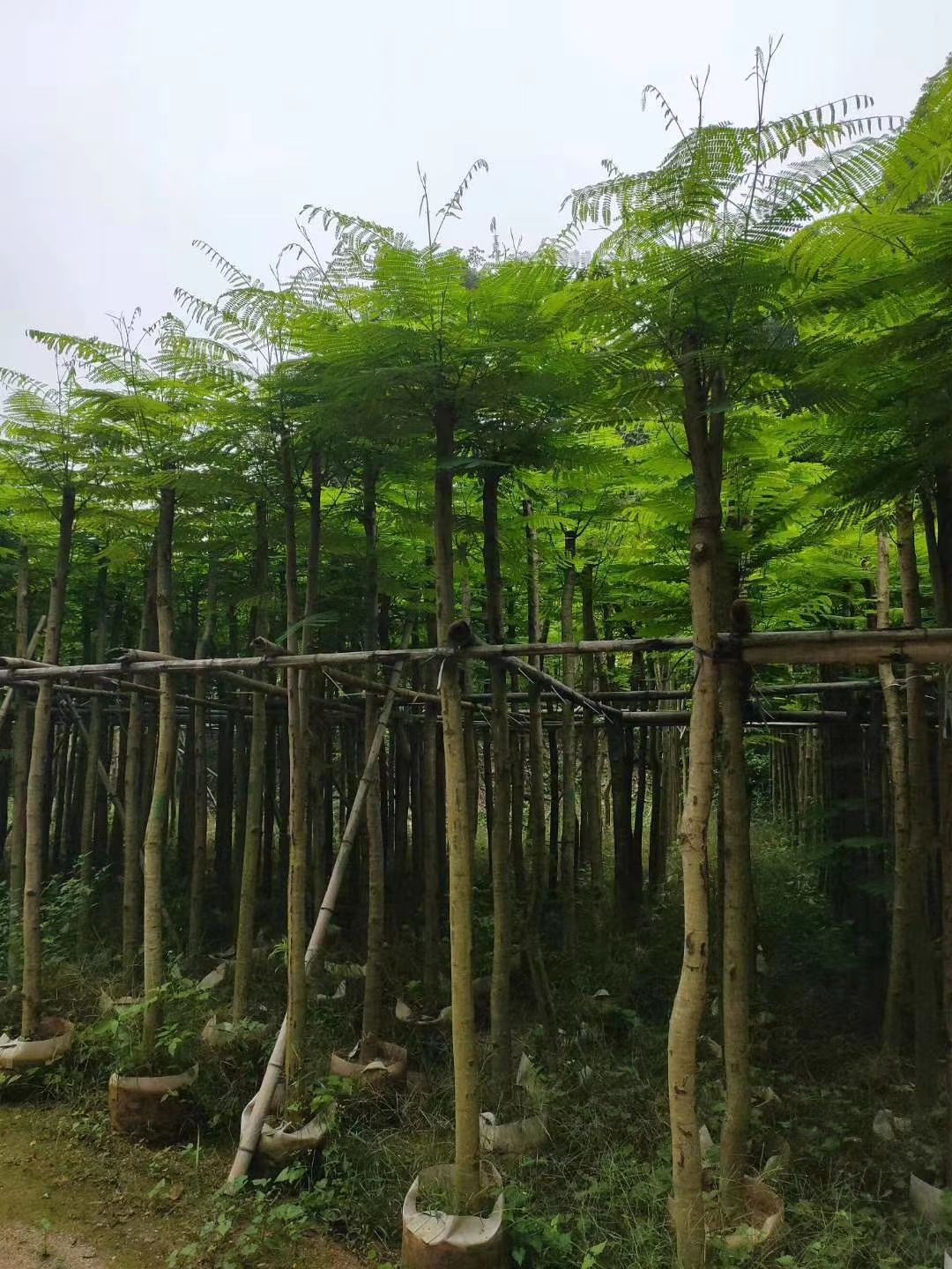 普宁市凤凰木5-8