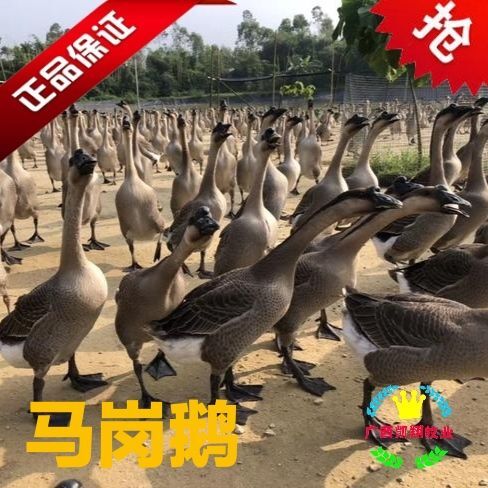 南宁大种马岗鹅苗，孵化厂直供 疫苗齐全   量大价优