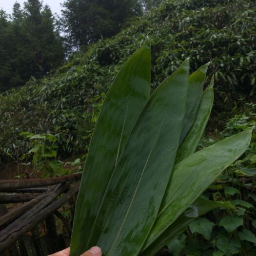 炎陵县粽叶批发