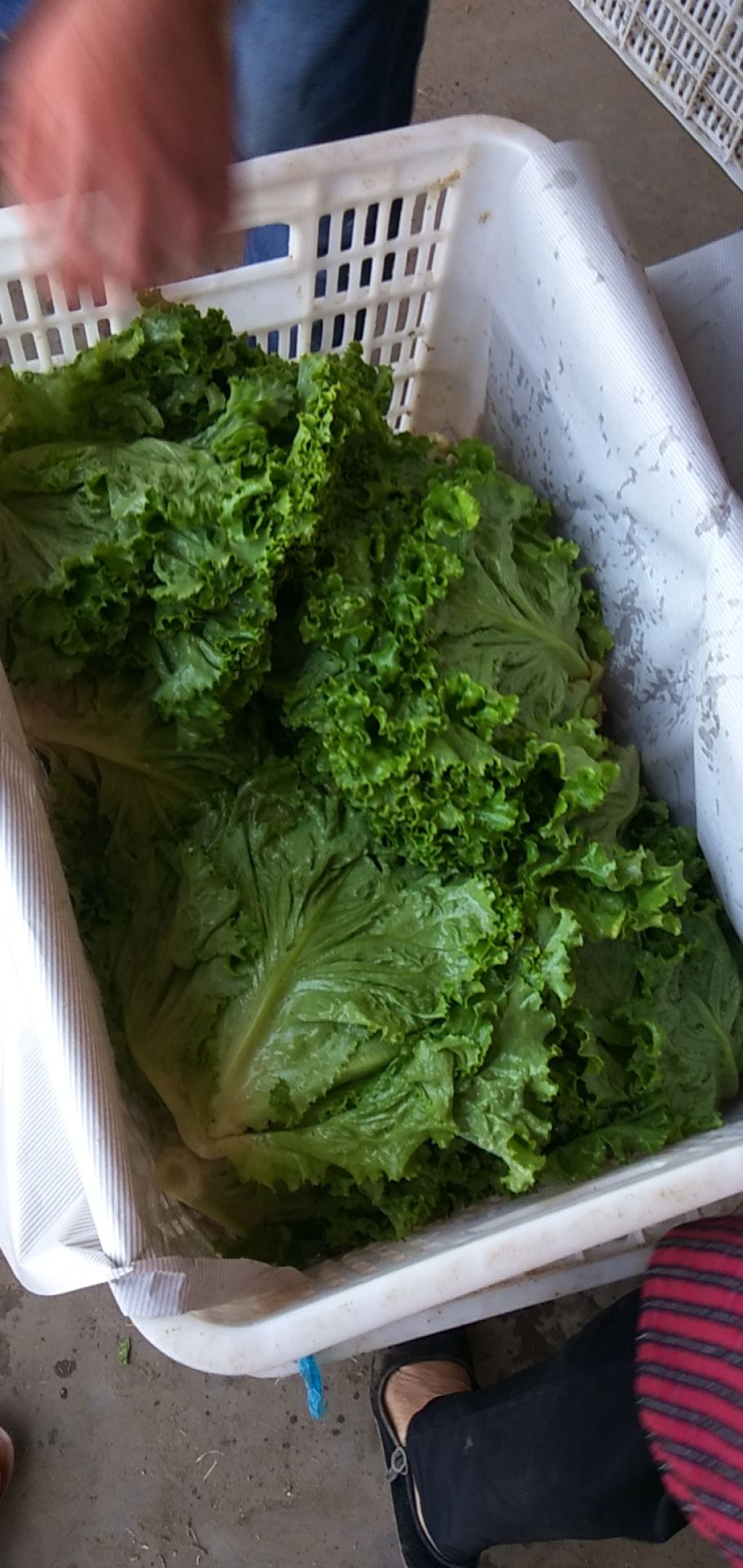 美国大速生  生菜  青叶（黄叶生菜） 小叶精品生菜