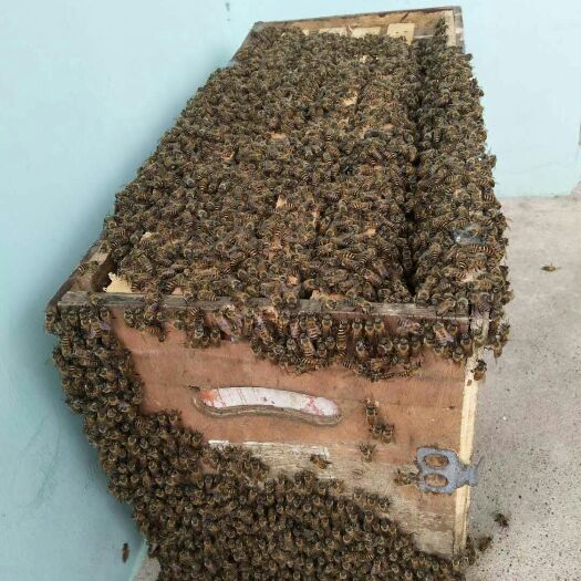 宣城 中蜂群，你买我的蜂，技术送给你