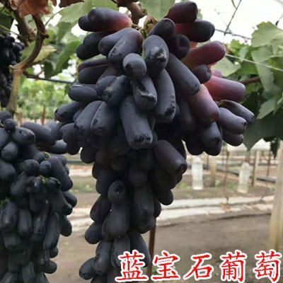平邑县 蓝宝石葡萄苗，甜蜜，自家苗圃，现挖先发，基地直销