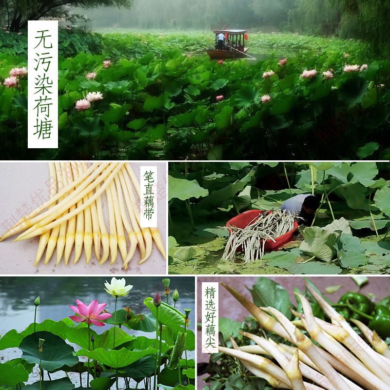 酸辣泡藕带 荆楚优品，湖味鲜，泡藕带