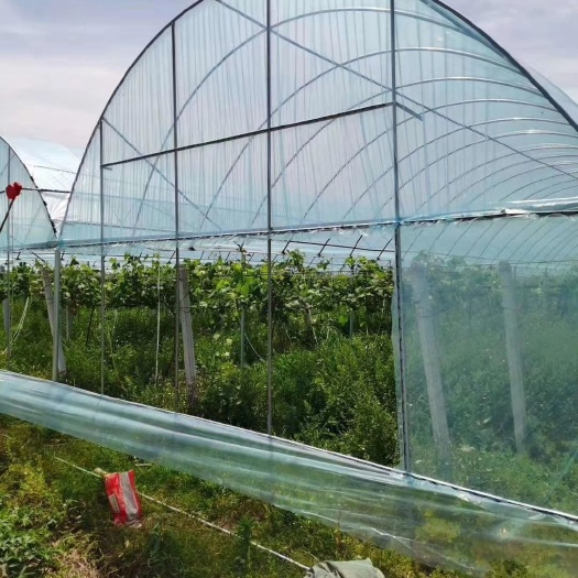 天津连栋棚 需要建棚联系