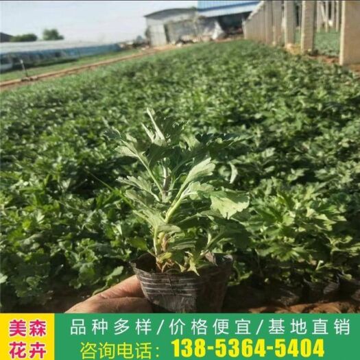 青州市 地被菊