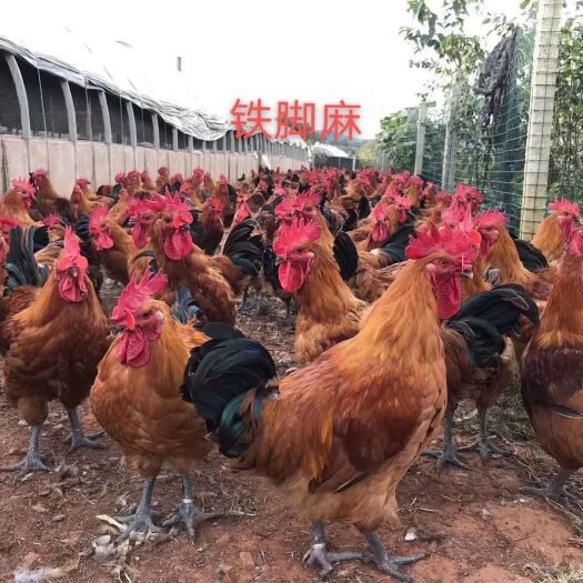 南宁青脚麻鸡苗 统货