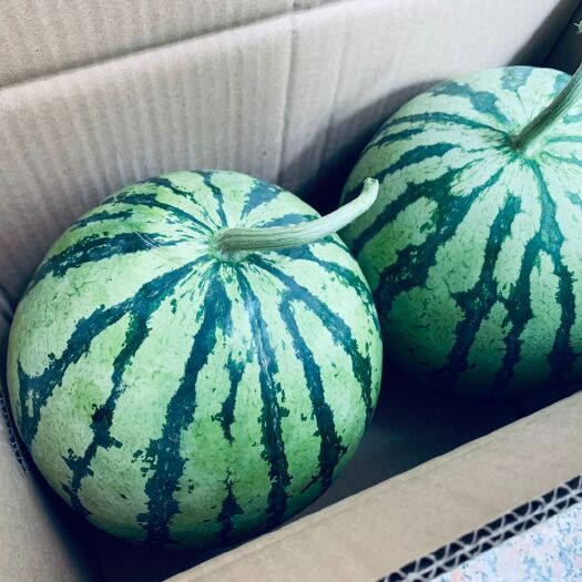 夏县 夏宝西瓜