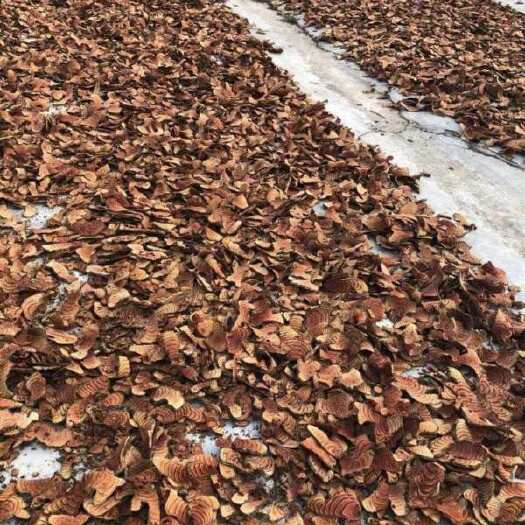 凭祥市 鸡血藤