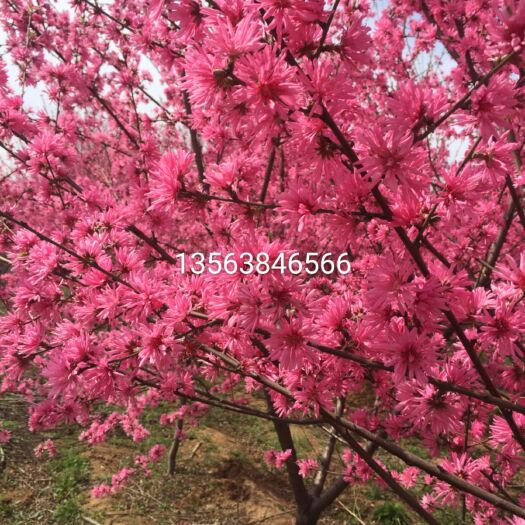 泰安 菊花碧桃多少钱一个棵