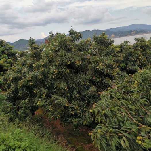 灵山县 灵山荔枝桂味，中国荔枝之乡，桂味