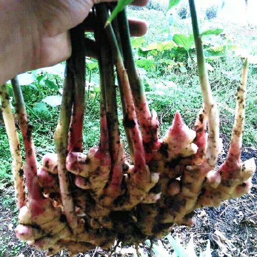 来凤县湖北土姜小黄姜来凤凤头姜老姜姜月子姜湖北来凤窖姜