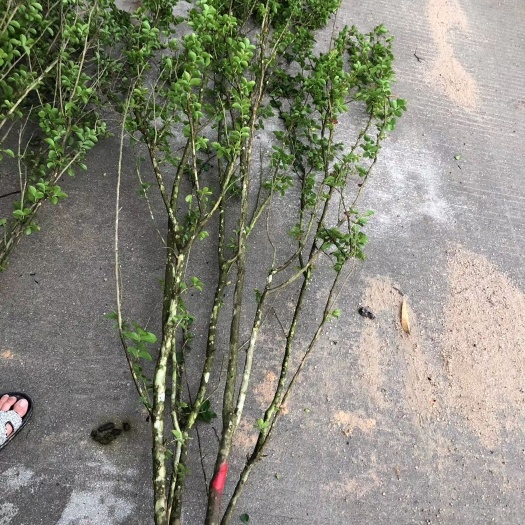 漳浦县 美国红火箭优质袋苗丛生紫薇