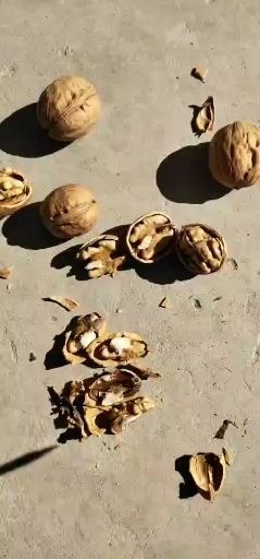 黄龙县 纸皮香玲核桃