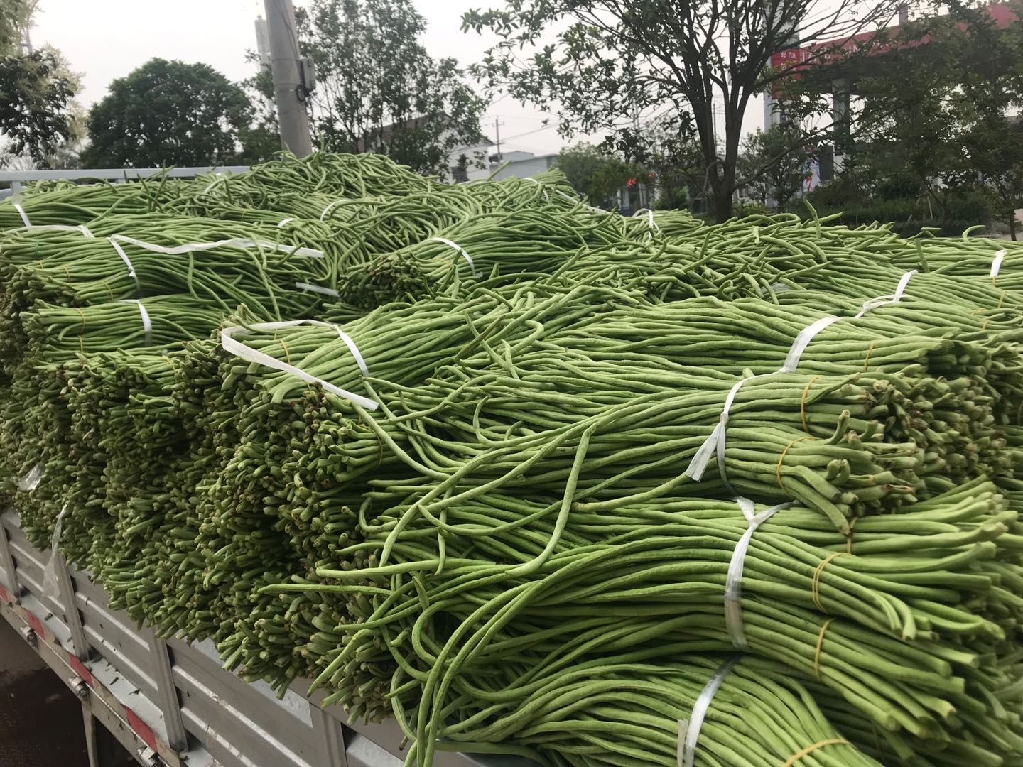 湖北技江长豆角，大量上市，热销中，质优价廉，实地看货！