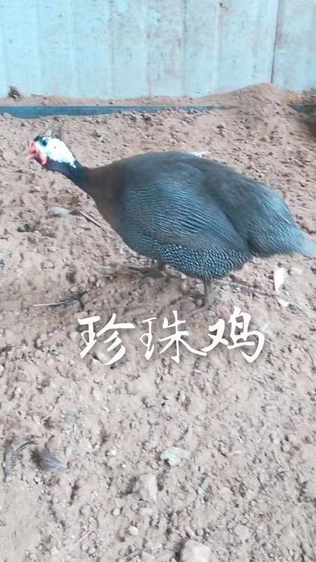  脱温珍珠鸡苗出壳苗孵化厂直供包运输疫苗齐全