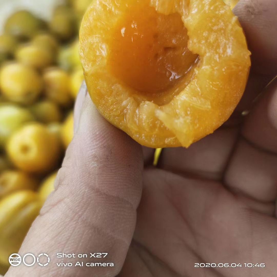 杏，珍珠油杏