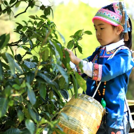 普安县 贵州高原古茶/普安红茶批发