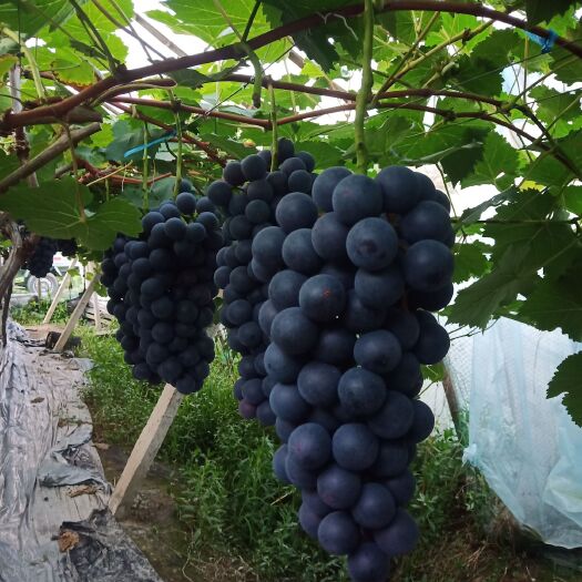 宁波夏黑葡萄 精品夏黑，大量有货，价格美丽