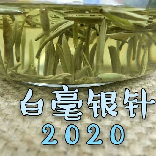 福鼎市白毫银针 毫香，兰花香，鲜爽