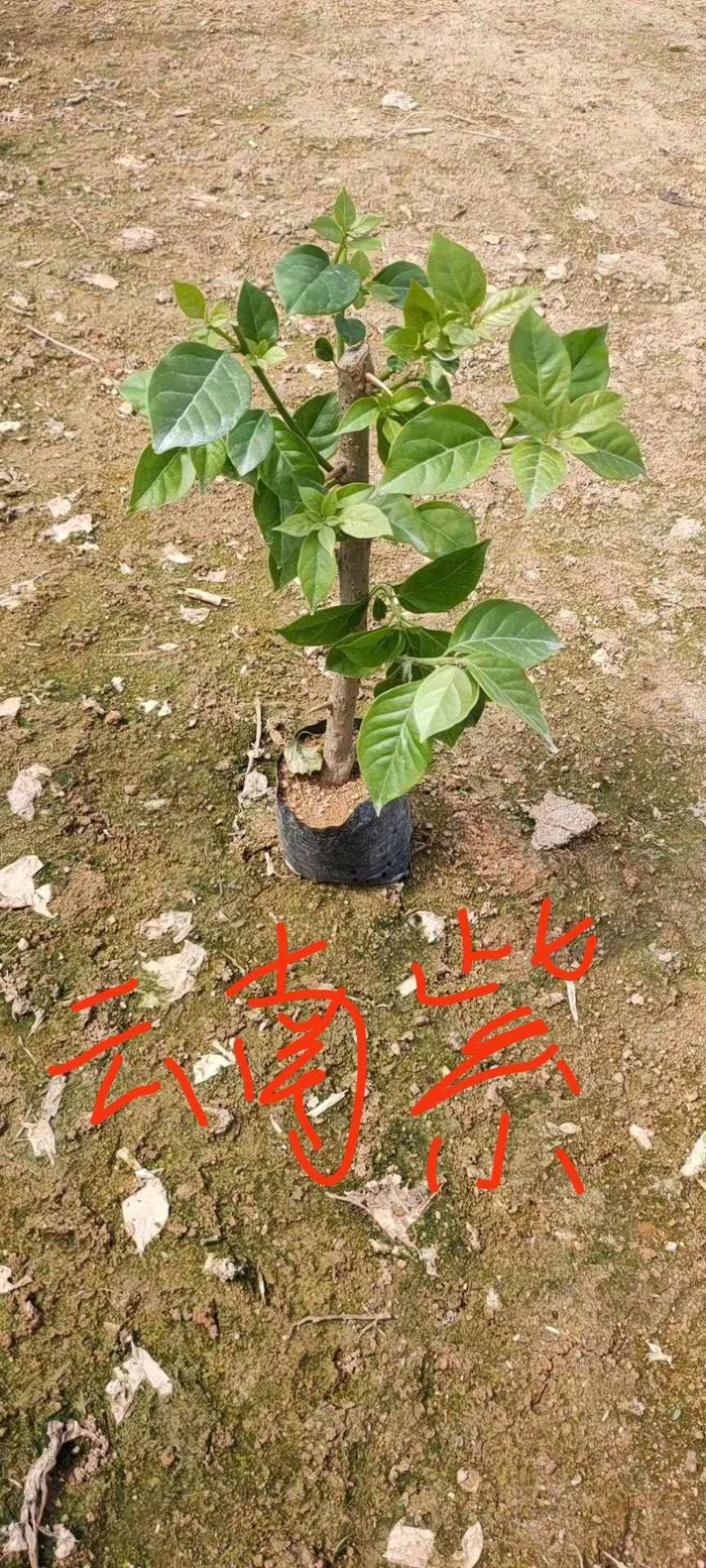 中国红三角梅  三角梅种苗 15个品种 扦插苗 基地自销 批发价不含运费