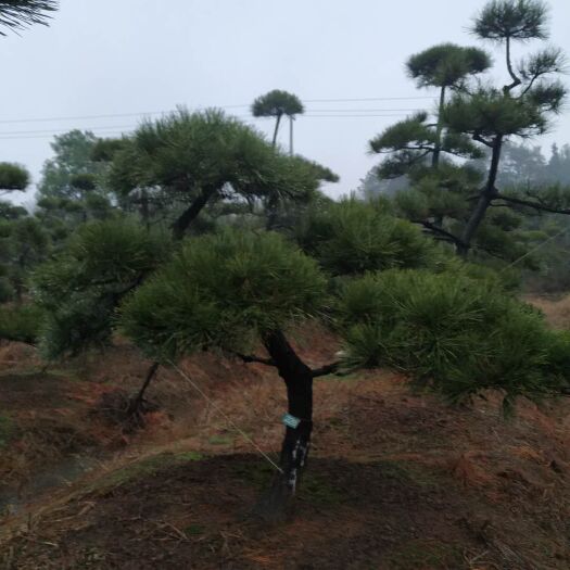 长沙县造型黑松 百亩黑松，欢迎咨询，欢迎实地考察，价格优惠。