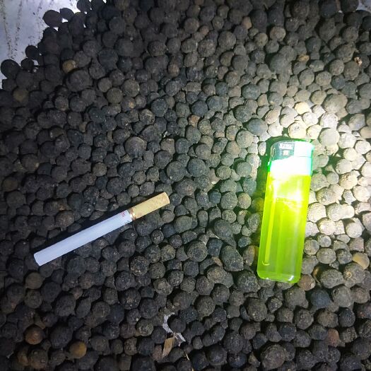 寻乌县柑桔  脐橙落地果，积实