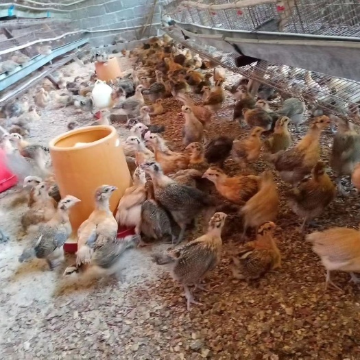 兴义市青脚麻鸡苗 铁脚麻
