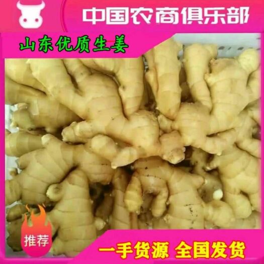 莒县老姜  大黄姜产地直销一手货源保质保量