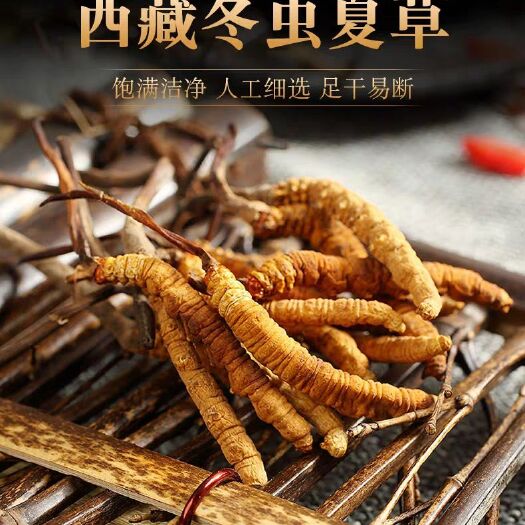 安多县那曲虫草 西藏那曲冬虫夏草产地直发，优惠草7.8元起，50条起发，